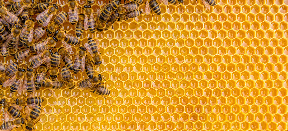 A photo of bees on a honeycomb nest to represent the theme "Behind the Buzzwords"